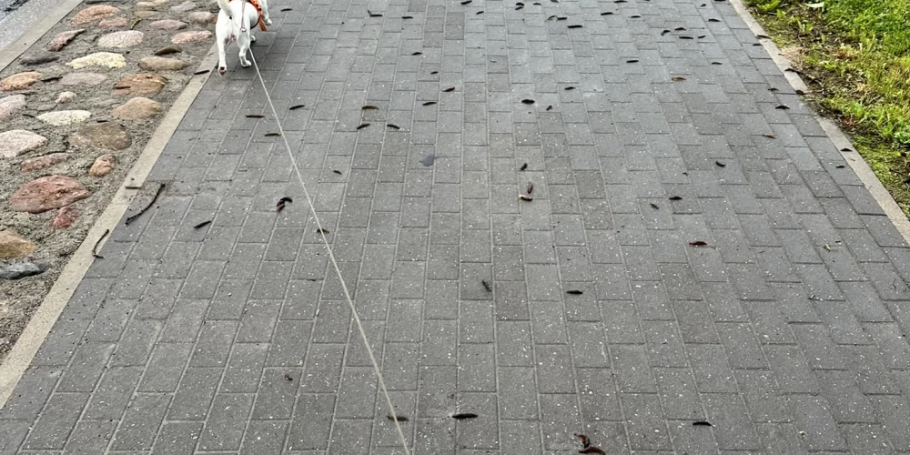 Siguldu apsēduši Spānijas kailgliemeži.