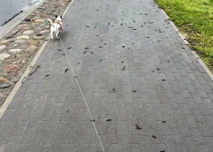 FOTO: Siguldai uzbrūk Spānijas kailgliemežu armija