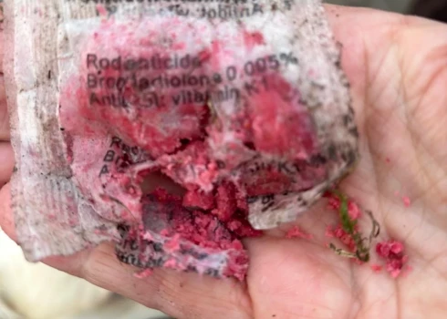 Vairākās Rīgas vietās atrasti suņiem bīstami gaļas gabali ar naglām un indīgām vielām. 