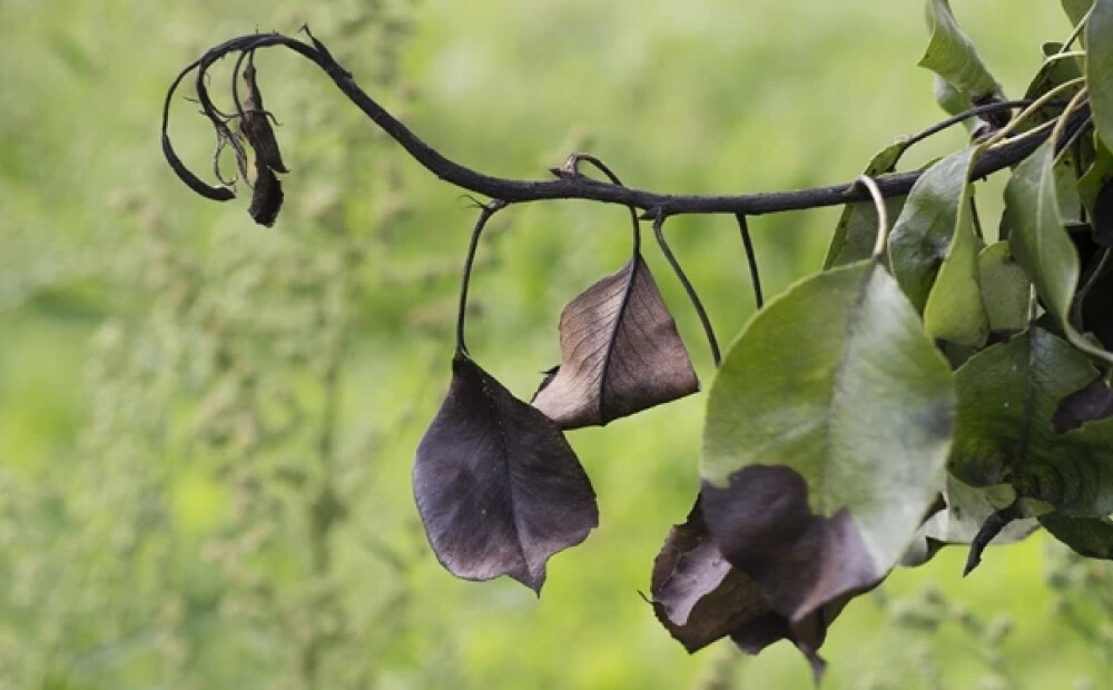 Latvijā šovasar konstatēts viens bakteriālās iedegas uzliesmojums