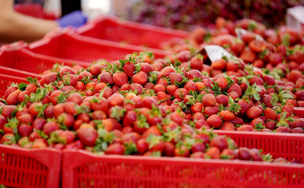 Svarīga ziņa tiem, kam garšo Latvijas zemenes!