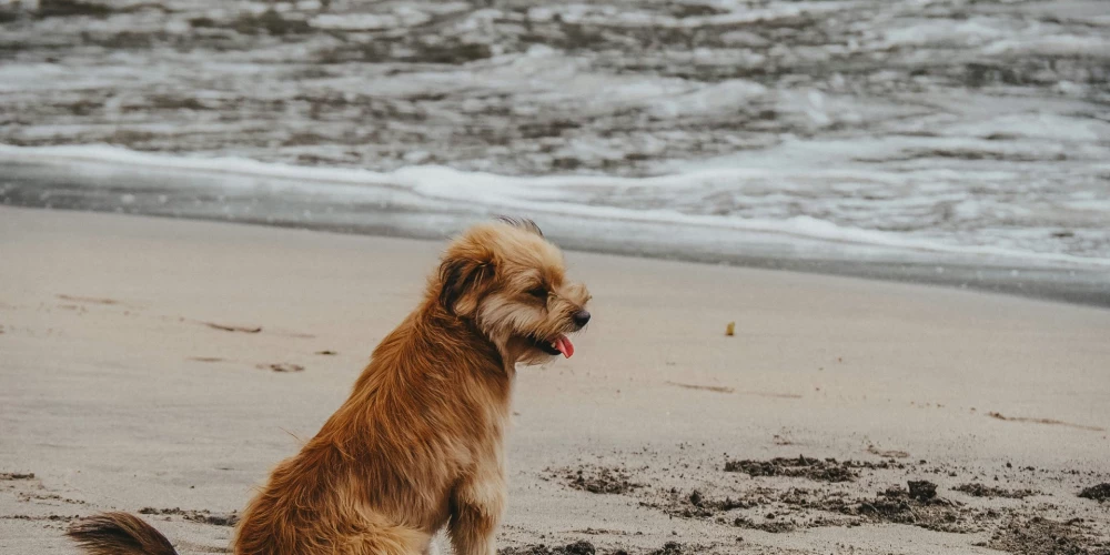 Foto: unsplash.com