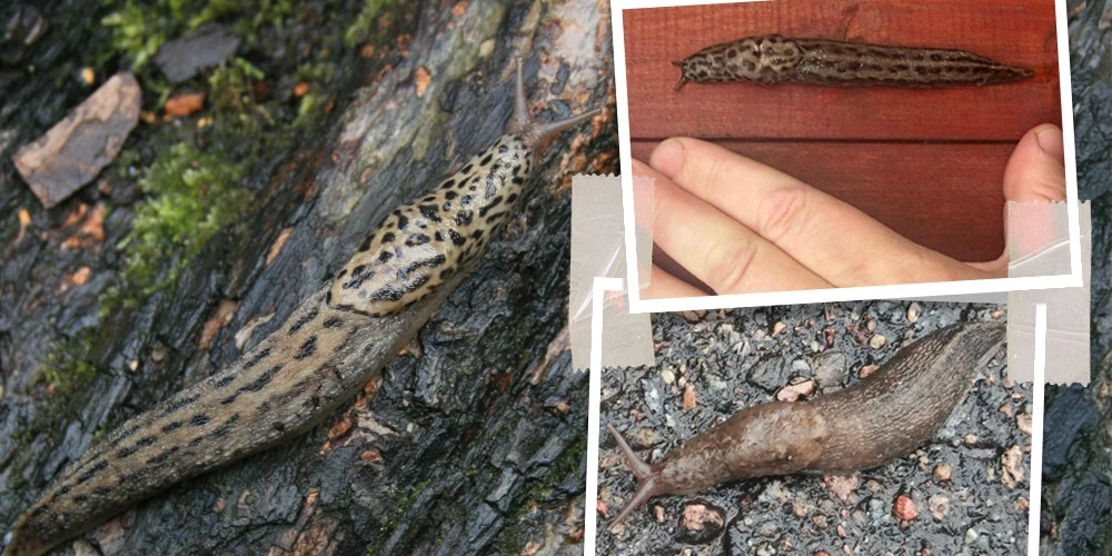Biologs norāda, ka milzu kailgliemezis "mēdz iekosties spāniešu olās". 