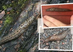 Biologs norāda, ka milzu kailgliemezis "mēdz iekosties spāniešu olās". 