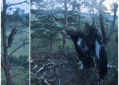VIDEO: tiešsaistes kamerā novērots unikāls skaits - klinšu ērglis lidojumā nomedījis meža caunu