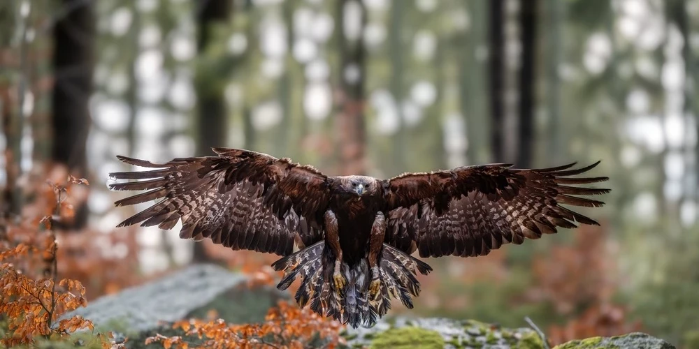 Беркут (Aquila chrysaetos) — одна из наиболее известных хищных птиц семейства ястребиных, самый крупный орёл. 