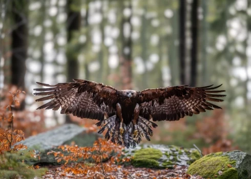 Беркут (Aquila chrysaetos) — одна из наиболее известных хищных птиц семейства ястребиных, самый крупный орёл. 