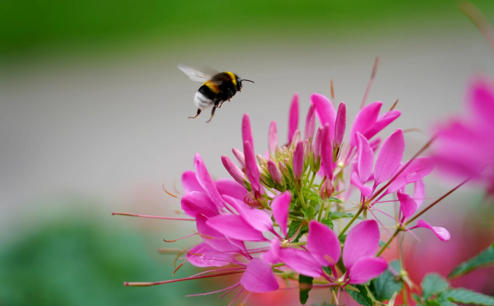 Sestdien saule mīsies ar mākoņiem un vietām īslaicīgi līs