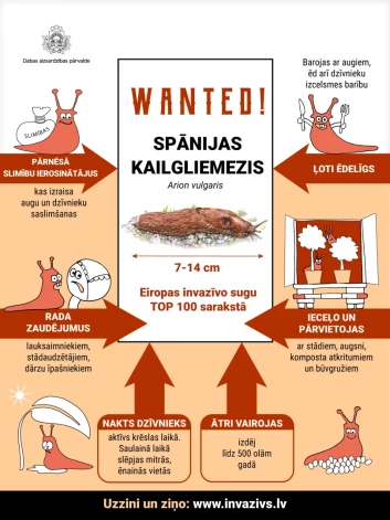 Spānijas kailgliemezis iekļauts Eiropas invazīvo sugu TOP100 sarakstā.