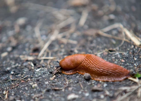 Spānijas kailgliemezis Latvijā nav oficiāli iekļauts invazīvo sugu sarakstā.