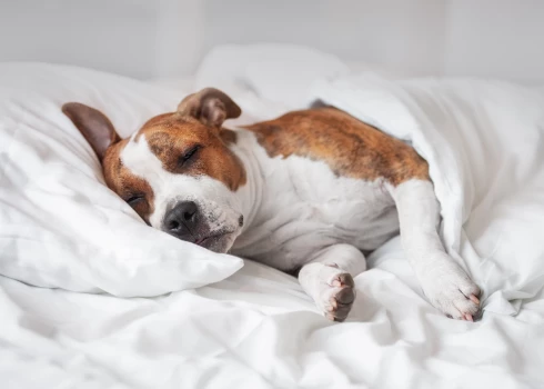 Nostāja dalās pat suņu saimnieku vidū.