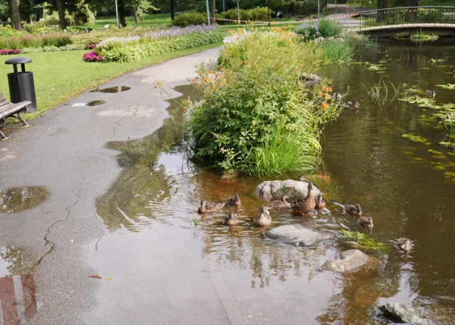 Arkādijas parks Rīgā pēc spēcīgām lietavām (foto: Mārtiņš Ziders)
