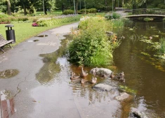Pīļu ģimenes peld pa trotuāru! Tāds izskatās Arkādijas parks pēc lietavām. FOTO