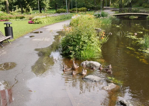 Pēc lietavām pīlēm ir vairāk vietas, kur peldēt (foto: Mārtiņš Ziders)