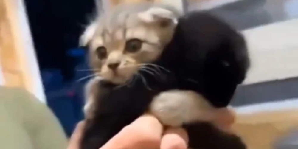 Котенок изо всех сил обнял свою сестру.