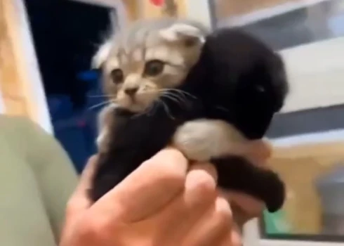 Котенок изо всех сил обнял свою сестру.