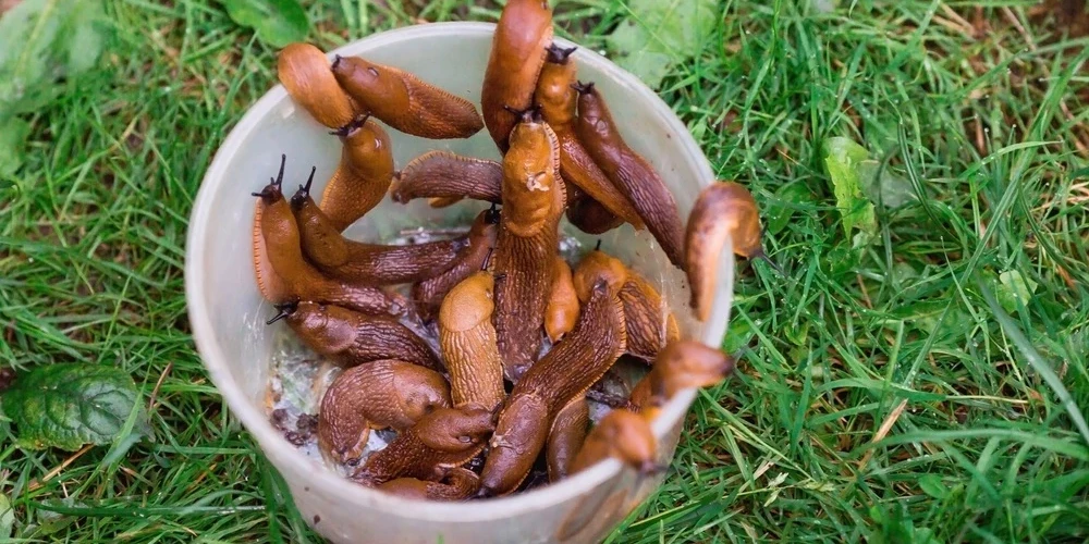 Вредное животное.