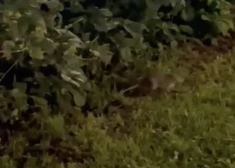 VIDEO: sieviete pusnaktī pie operas Rīgā kļūst par aculiecinieci diezgan baisai ainiņai