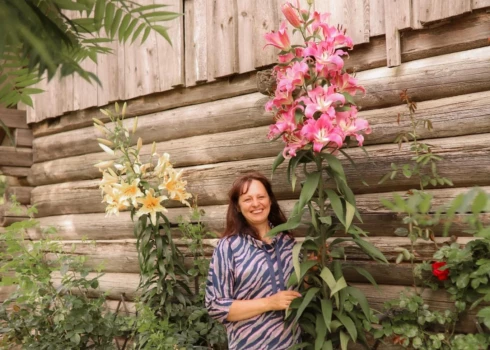 Smiltenes pusē Iveta Kajaka ir izaudzējusi patiesu brīnumu – 2,45 metrus garu liliju.