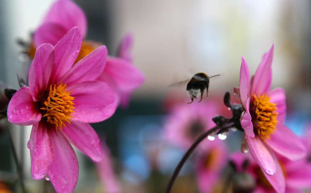 Arī jaunajā darba nedēļā Latvijā gaidāms lietus un pērkona negaiss