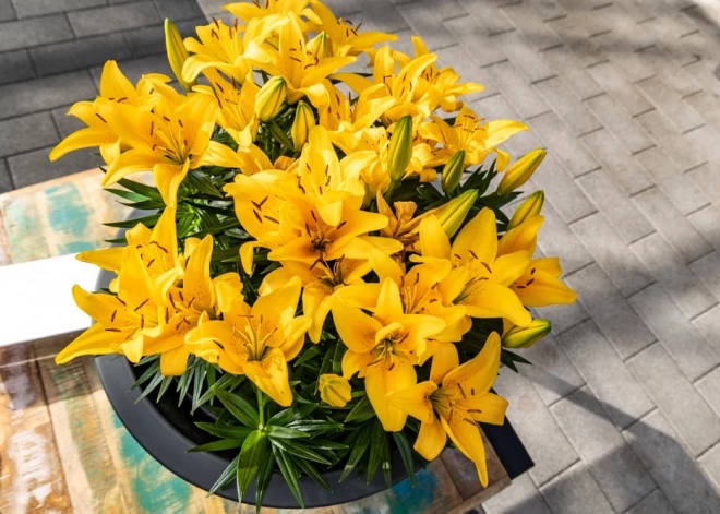 Šonedēļ populārākie vārdi - Madara un Vladislavs