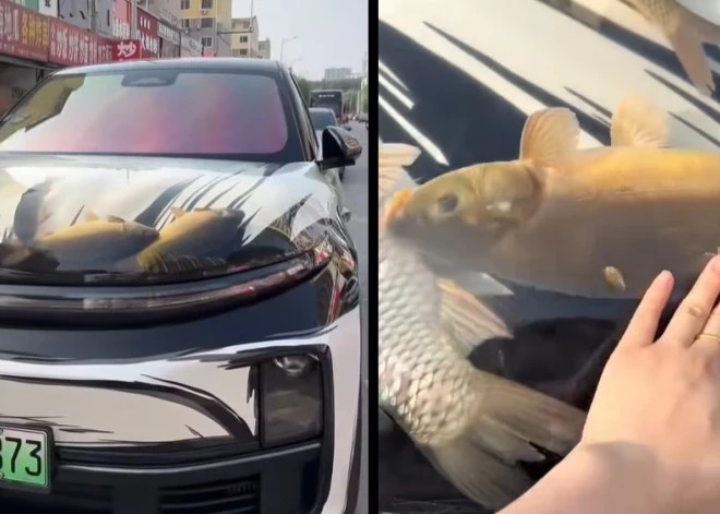 Капот-аквариум: странный и жестокий тренд из Китая вызывает волну осуждения