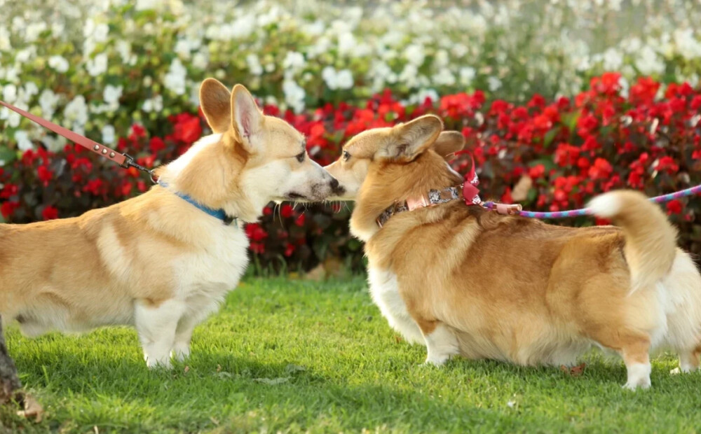 Godinot karalieni Elizabeti II, Rīgā atkal notiks Karaliskā korgiju pastaiga