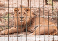 Dānijas zoodārzs aicina ziedot nevēlamus mājdzīvniekus – kā barību plēsējiem