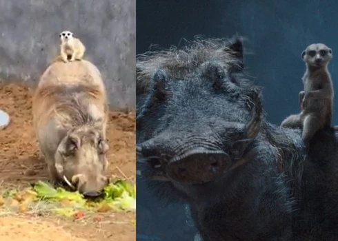 Timons un Pumba dzīvē un uz ekrāna.