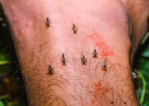 Vīruss, kura izcelsme ir Āfrikā un tiek pārnests ar odu kodumiem, Eiropā, iespējams, nonācis ar migrējošiem putniem.