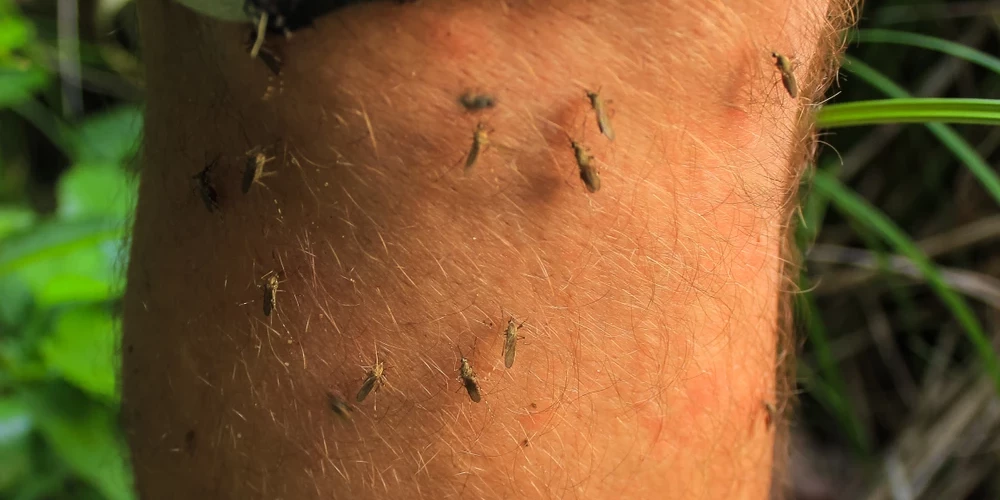 Rietumnīlas drudzis ir vīrusu infekcija, kuras ierosinātāja - Rietumnīlas vīrusa nozīmīgākie pārnesēji ir odi.Rietumnīlas vīruss pieder Flaviviridae dzimtas Flavivirus ģints Japānas encefalīta antigēnajam kompleksam, kurā ietilpstošie atklātie vīrusi var izraisīt cilvēkiem febrīlas slimības, kas dažreiz beidzas letāli. Vīrusa saimnieks ir putni. Ir aprakstīti Tuvo Austrumu, Āfrikas un Eiropas vīrusa varianti.