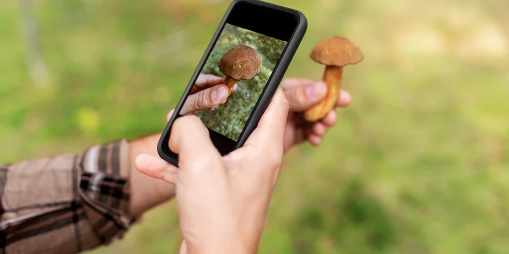 Все чаще грибники фотографируют неизвестный гриб и просят помощи у искусственного интеллекта, однако эксперты предупреждают: приложение — это всего лишь помощник, а не гарантия безопасности.
