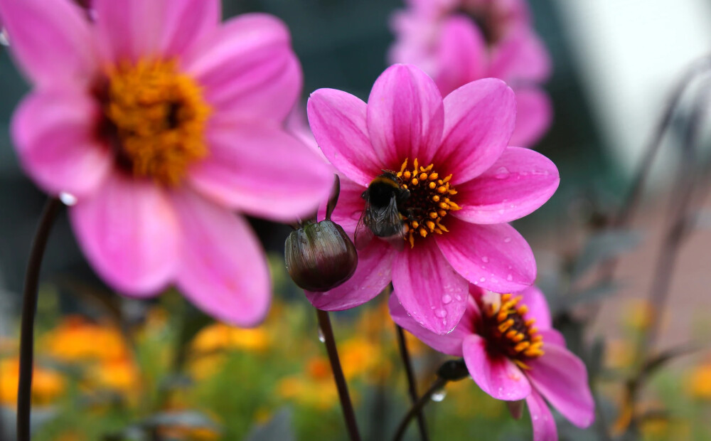 Trešdien Latvijā iespējams lietus un pērkona negaiss