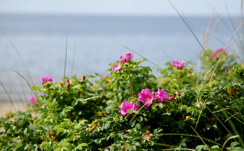 Brīvdienās gaiss iesils līdz +26 grādiem