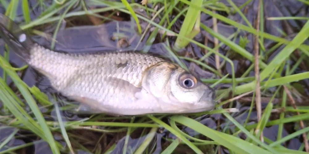 На полях можно устраивать рыбалку.