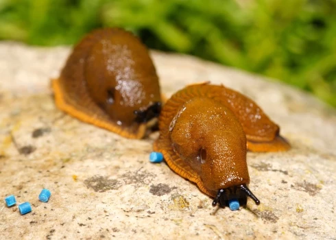 Испанский слизень поедает отравленную приманку.