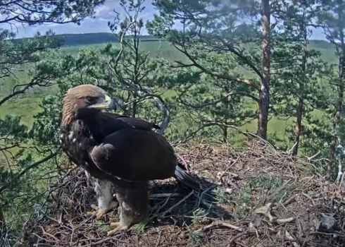 3. augusta pēcpusdienā AS “Latvijas valsts meži” (LVM) tiešsaistes kamerās varēja vērot īpašu notikumu — no ligzdas izlidoja jaunais klinšu ērglis Meldrs, vēsta Latvijas valsts meži. 