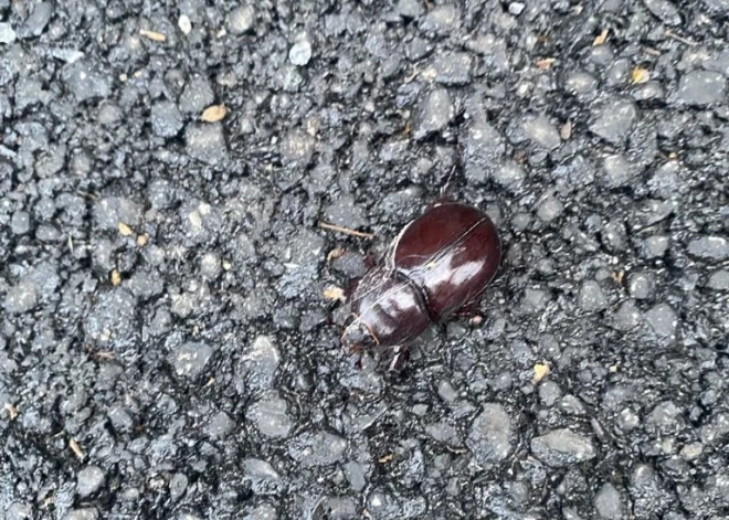 "Galvenais uzdevums - sapāroties un nomirt." Neparasta radība pārsteidz Āgenskalna iedzīvotāju