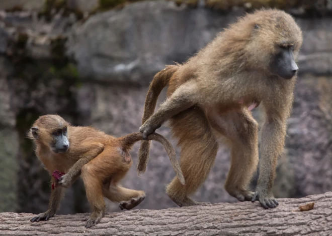 Nirnbergas zoodārzā nogalināti 12 paviāni: tiem esot "pietrūcis vietas"