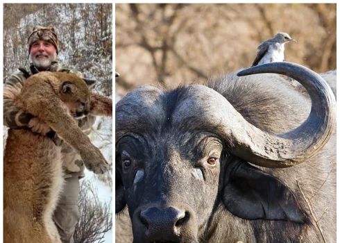 Ešers Vatkinss ar nošauto pumu un viņa slepkava Āfrikas bifelis (foto: "Facebook" / "Wikipedia"; kolāža: jauns.lv)