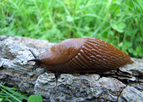 Spānijas kailgliemezis "Arion lusitanicus". 
