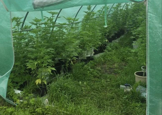 Likumsargi Krāslavas novadā siltumnīcā atklāj marihuānas audzētavu