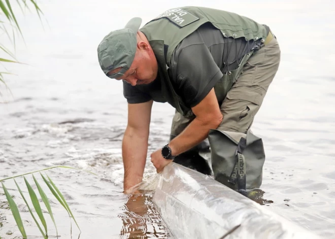 Jauns.lv наблюдал на месте, как сегодня, 8 августа, в Кишэзерс были выпущены 22 900 мальков судака.