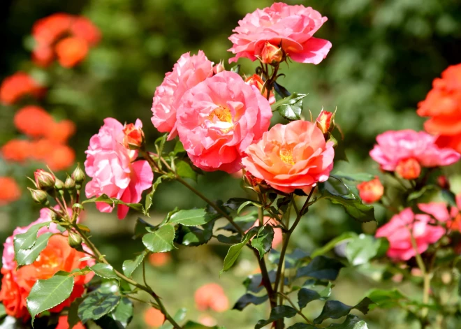 Sestdien termometra stabiņš pakāpsies līdz +26 grādiem