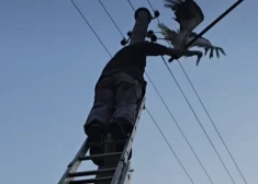 Vīrietis pašaizliedzīgi izglābj elektrības vados sapinušos stārķi. VIDEO
