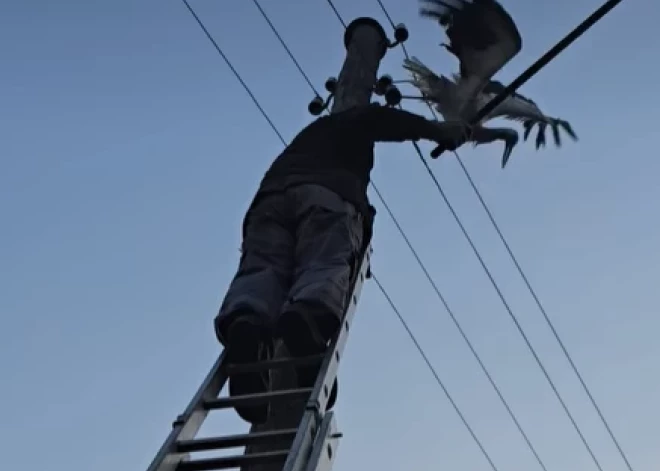 Vīrietis pašaizliedzīgi izglābj elektrības vados sapinušos stārķi. VIDEO