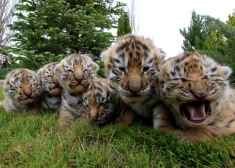 Tīģera mazuļi (foto: Shutterstock)