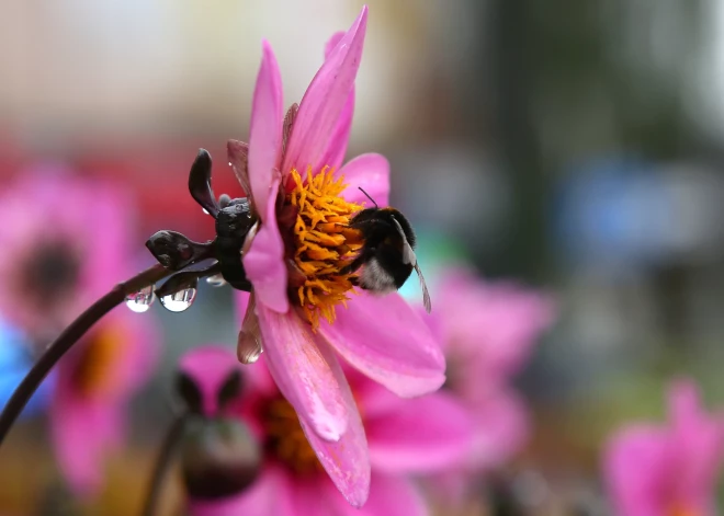 Nedēļa daudzviet noslēgsies ar lietu