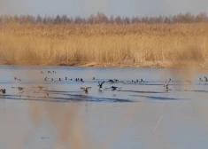 Babītes ezeram top jauns aizsardzības plāns – vai tas ierobežos iedzīvotājus un makšķerniekus?