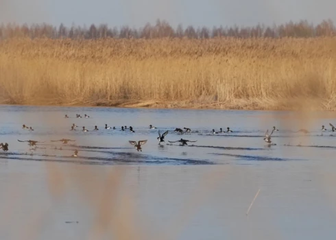 Izstrādā jaunu Babītes ezera dabas aizsardzības plānu.